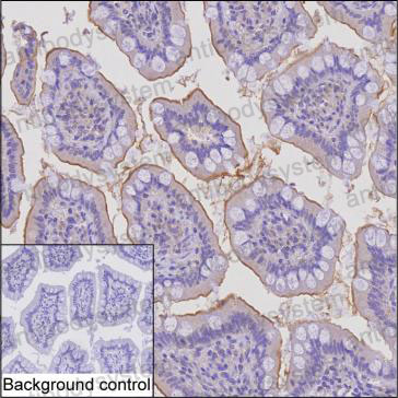 Валидация AntibodySystem RHK45301