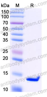 YHC01903, SDS-PAGE