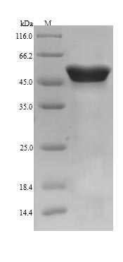SDS-PAGE