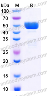 EHD23101, SDS-PAGE
