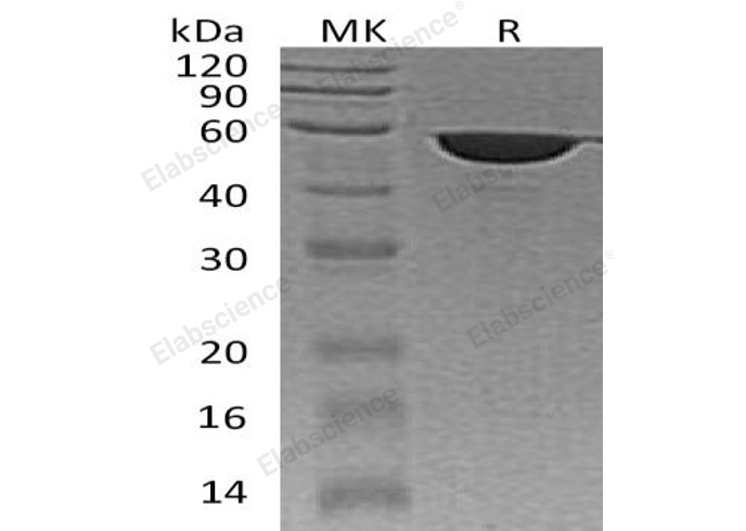Валидация Elabscience PKSH032877(3282)