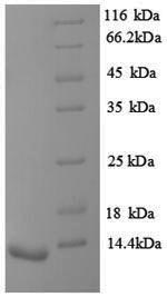 SDS-PAGE
