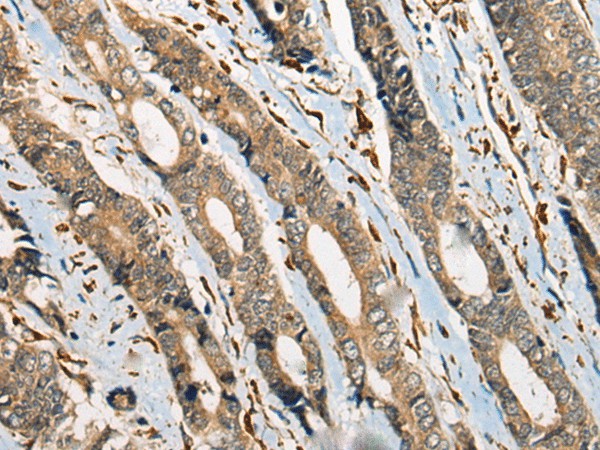 Валидация Elabscience E-AB-19692