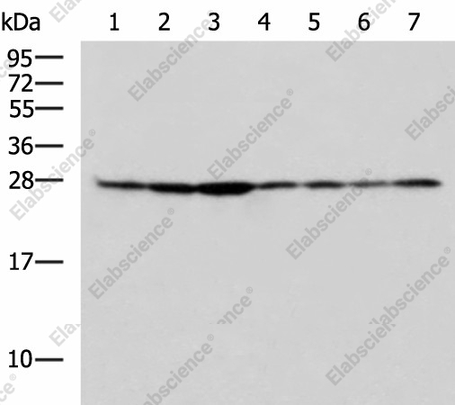 Вестерн-блоттинг, RPL10A, клетки HepG2, HeLa, Jurkat, HUVEC и ткани легких мыши, почек мыши, печени крысы