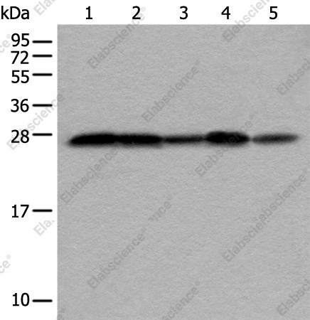 Вестерн-блоттинг, VTI1A, клетки HEPG2, HeLa, Jurkat, 231 и HUVEC