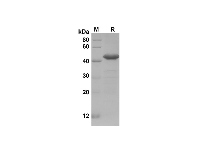 Валидация Elabscience PDEM100194(543)