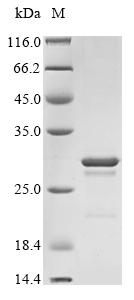 SDS-PAGE
