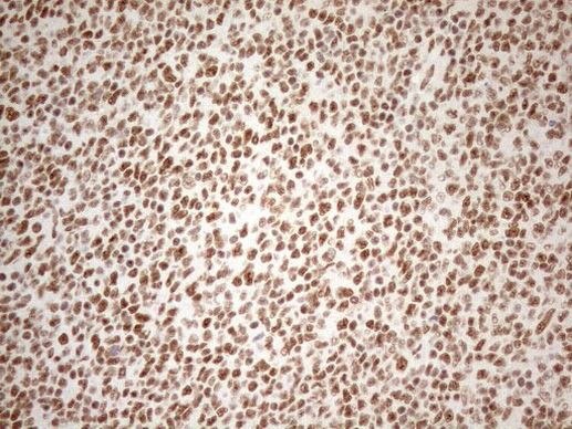 Валидация AssayVector ARM1069(202)