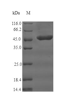 SDS-PAGE