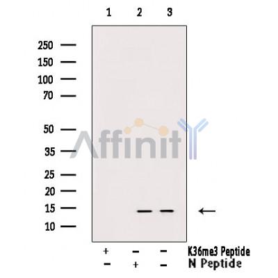 Валидация Affinity DF6944 - 18558