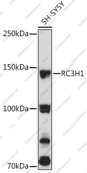 Вестерн-блоттинг, RC3H1, клетки SH-SY5Y