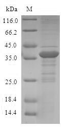 SDS-PAGE