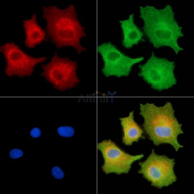 Валидация Affinity DF9196 - 21581