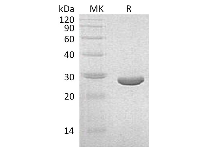 Валидация Elabscience PKSQ050062(5431)