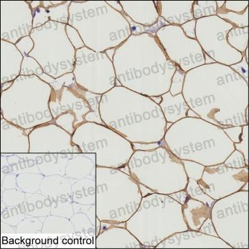 Валидация AntibodySystem RHA84303