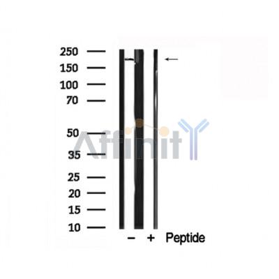 Валидация Affinity AF7862 - 4600