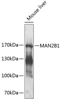 Валидация Elabscience E-AB-93018