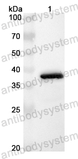 Валидация AntibodySystem PHB31901