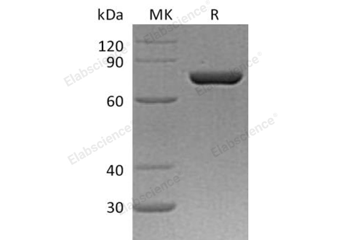 Валидация Elabscience PKSH032956(3348)