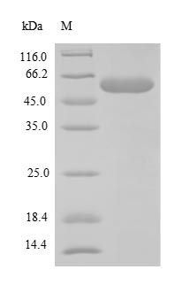 SDS-PAGE