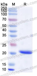Валидация AntibodySystem YHD34101