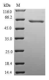 SDS-PAGE