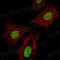 Валидация IF - AntibodySystem RHN81202