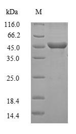 SDS-PAGE