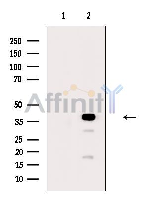 Валидация Affinity AF6629 - 3920