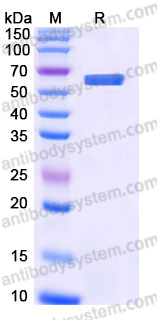 YHE52802, SDS-PAGE