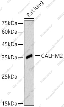 Вестерн-блоттинг, CALHM2, ткань легкого крысы