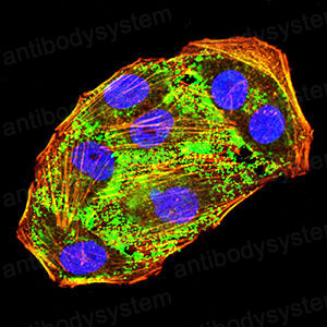 Валидация IF - AntibodySystem RHC29307