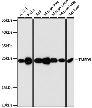 Валидация Elabscience E-AB-65439