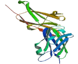 Programmed Cell Death Protein 1 Ligand 1 (PDCD1LG1)