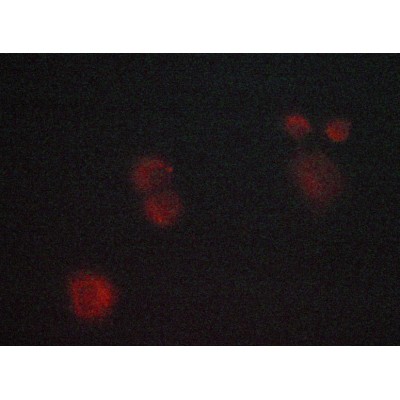 Валидация Affinity AF6319 - 3593