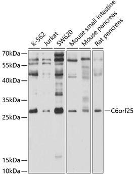 Валидация Elabscience E-AB-90093
