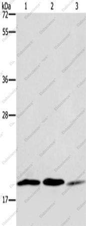Вестерн-блоттинг, RAP1B, клетки 293T, Jurkat и NIH/3T3