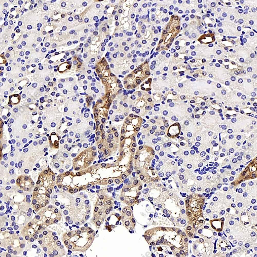Иммуногистохимия, NOX4, ткань почки мыши