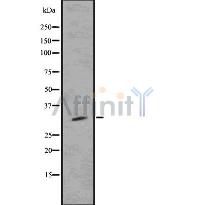 Валидация Affinity DF7509 - 19249