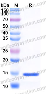 YHD08602, SDS-PAGE