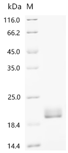 SDS-PAGE