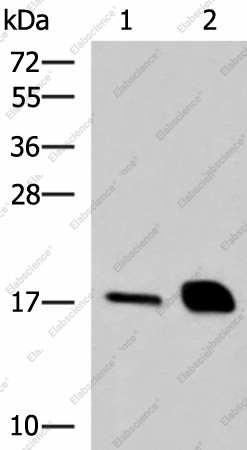 Вестерн-блоттинг, RNASE1, ткань поджелудочной железы мыши и крысы