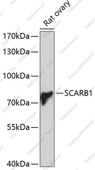 Вестерн-блоттинг, SCARB1, ткань яичника крысы