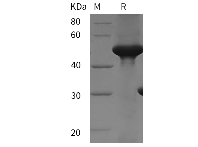 Валидация Elabscience PDEH101080(461)
