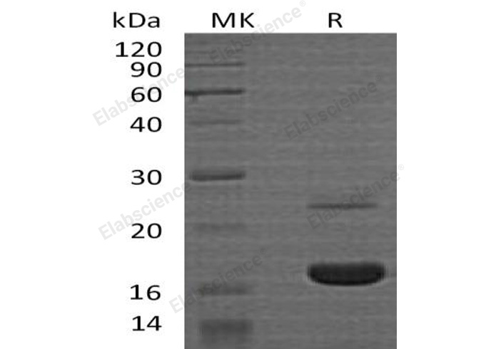 Валидация Elabscience PKSH032635(3075)