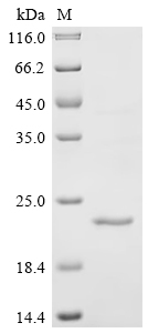 SDS-PAGE