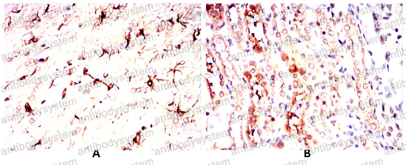 Валидация AntibodySystem RHA30301 (95)