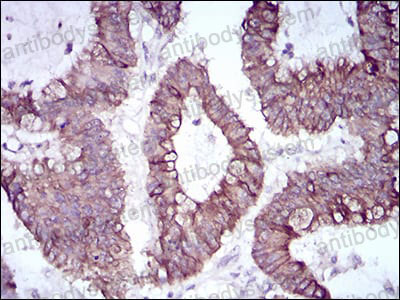 Валидация AntibodySystem RHA73101