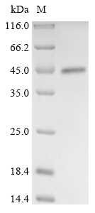 SDS-PAGE