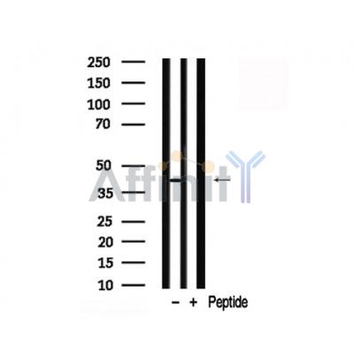 Валидация Affinity AF7805 - 4525